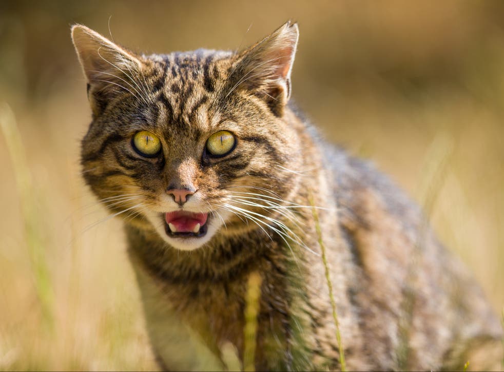 A wildcat in Scotland. The species is one of Britain’s rarest and most endangered mammals