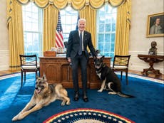 Bidens have given away dog Major to family friends after biting incidents