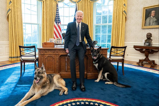El presidente Joe Biden posa con los perros de la familia Biden Champ y Major el martes 9 de febrero de 2021, en la Oficina Oval de la Casa Blanca.