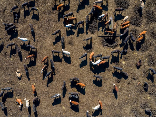 <p>A beef herd in Texas</p>