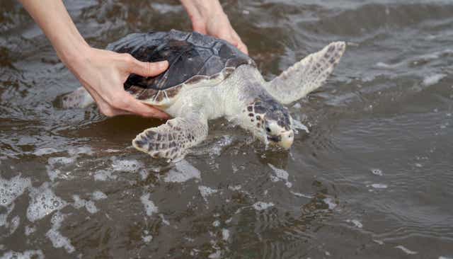 Rescued-Sea-Turtles