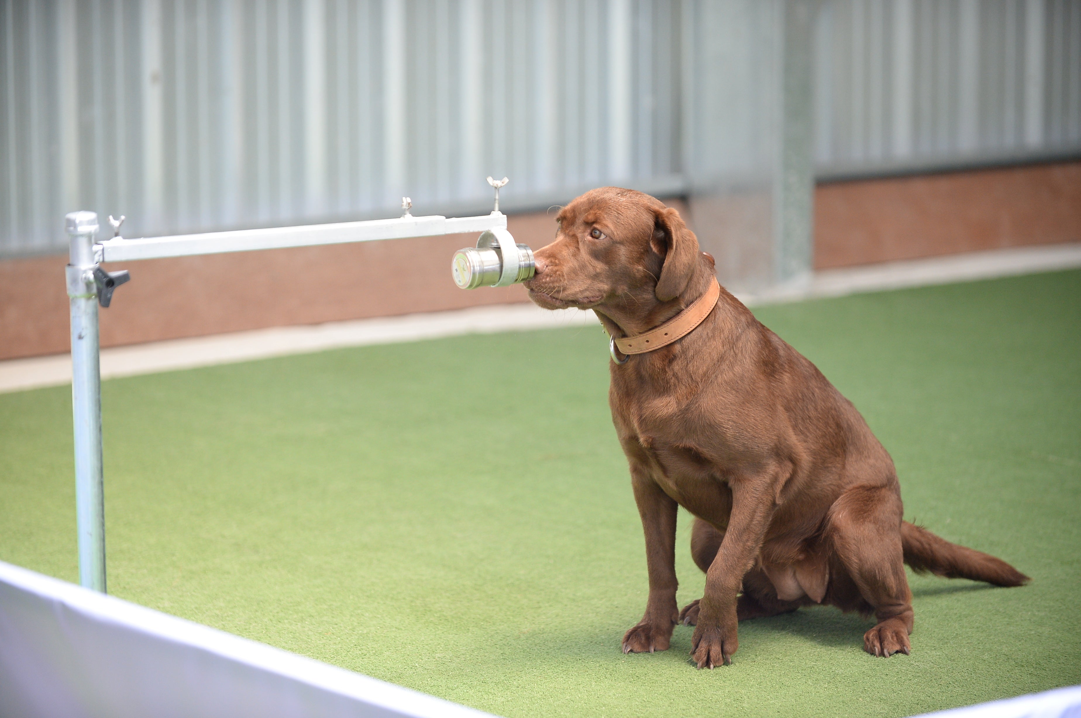 <p>A dog is seen during its training to detect Covid-19 in Songkhla, Thailand</p>