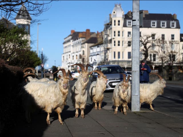 Goats are seen on a sidewalk, as the spread of the coronavirus disease (COVID-19) continues, in Llandudno, Wales
