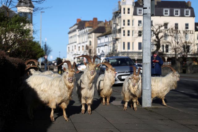 Goats are seen on a sidewalk, as the spread of the coronavirus disease (COVID-19) continues, in Llandudno, Wales