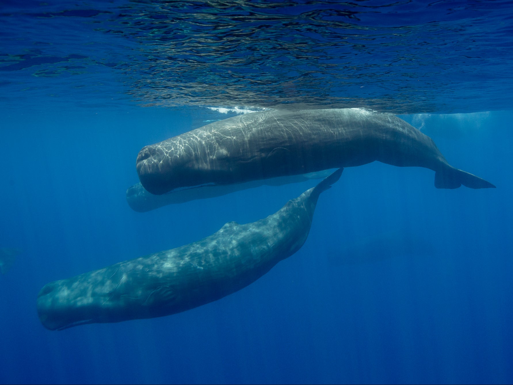 Sperm whales learned to avoid harpoon attacks by teaching one another ‘defensive measures’, a study suggests