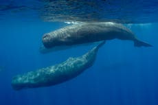 Sperm whales warned each other about harpoon attacks and learned to avoid hunters, research suggests