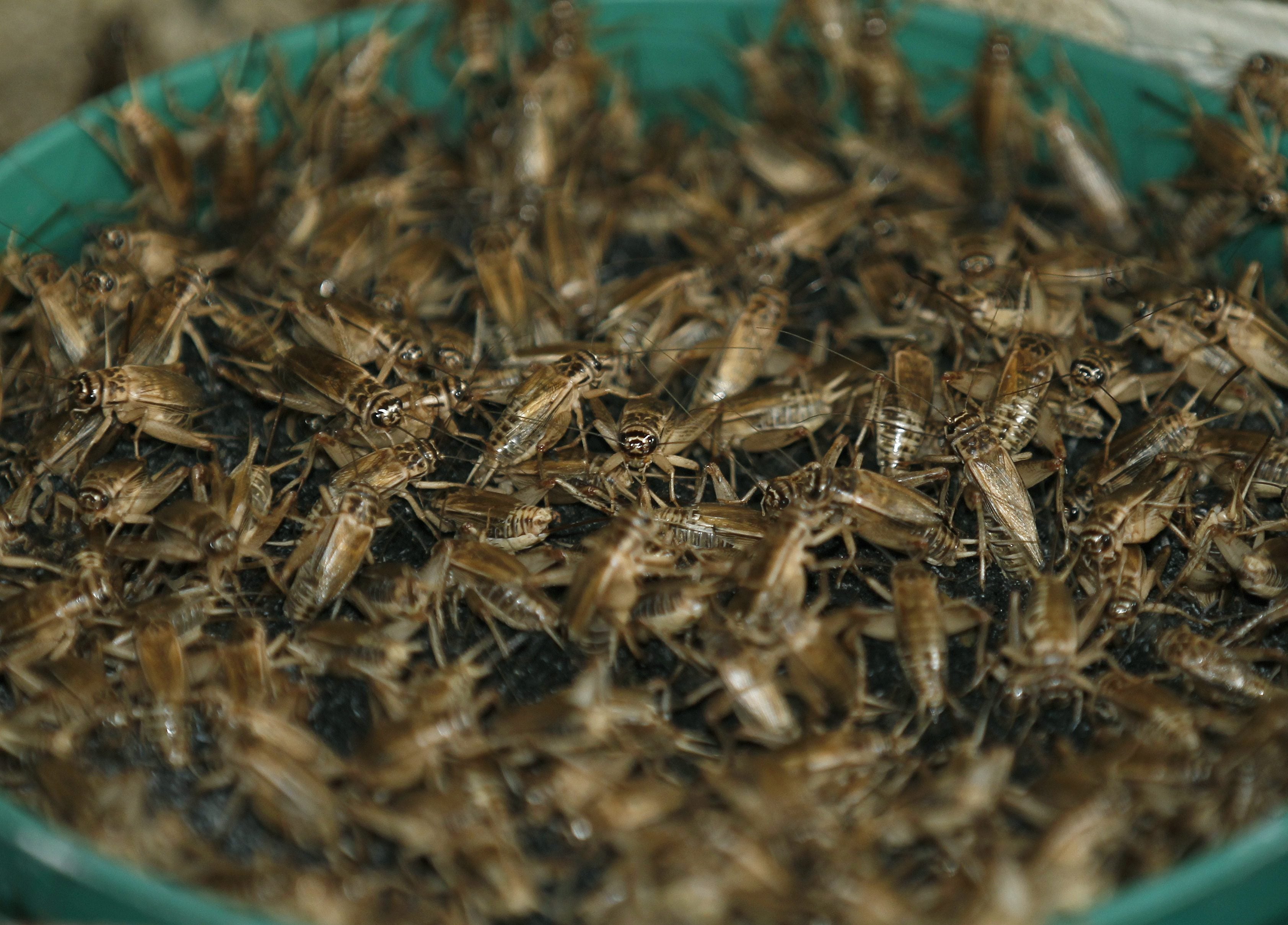 Crickets at an insects farm in Mahasarakam province, northeast of Thailand