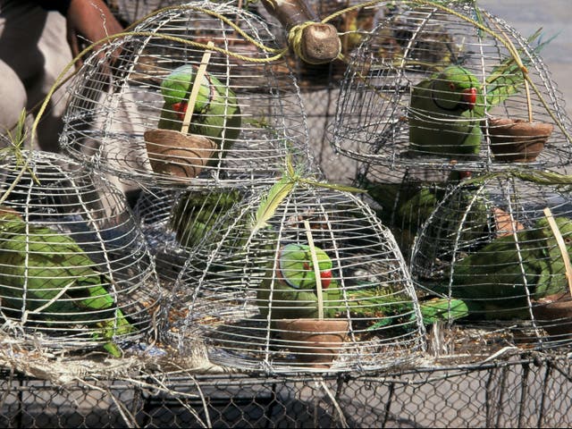 Rose ringed parakeets for sale