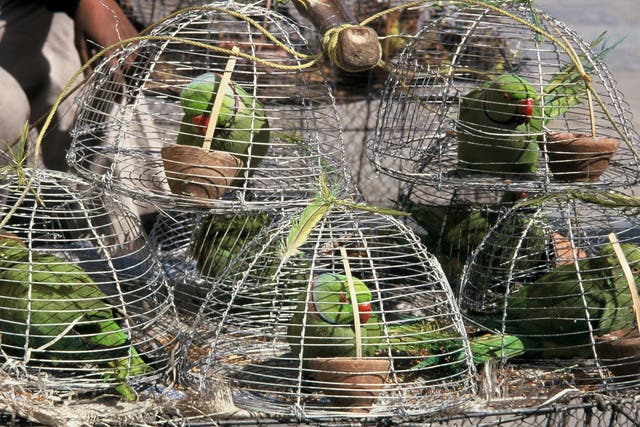 Rose ringed parakeets for sale