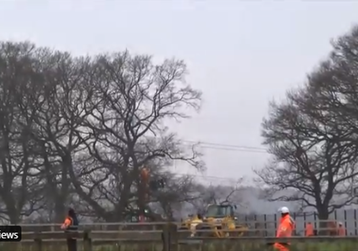 HS2 accused of destroying bird boxes as workers fell ancient oak trees