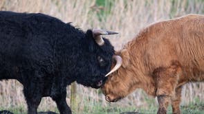 Τα βοοειδή Highland κλείνουν κέρατα στο φυσικό καταφύγιο Wicken Fen του Εθνικού Ταμείου στο Cambridgeshire