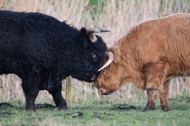 No Holidaymakers Arrested At Airports In England Despite Priti Patel S Coronavirus Crackdown The Independent