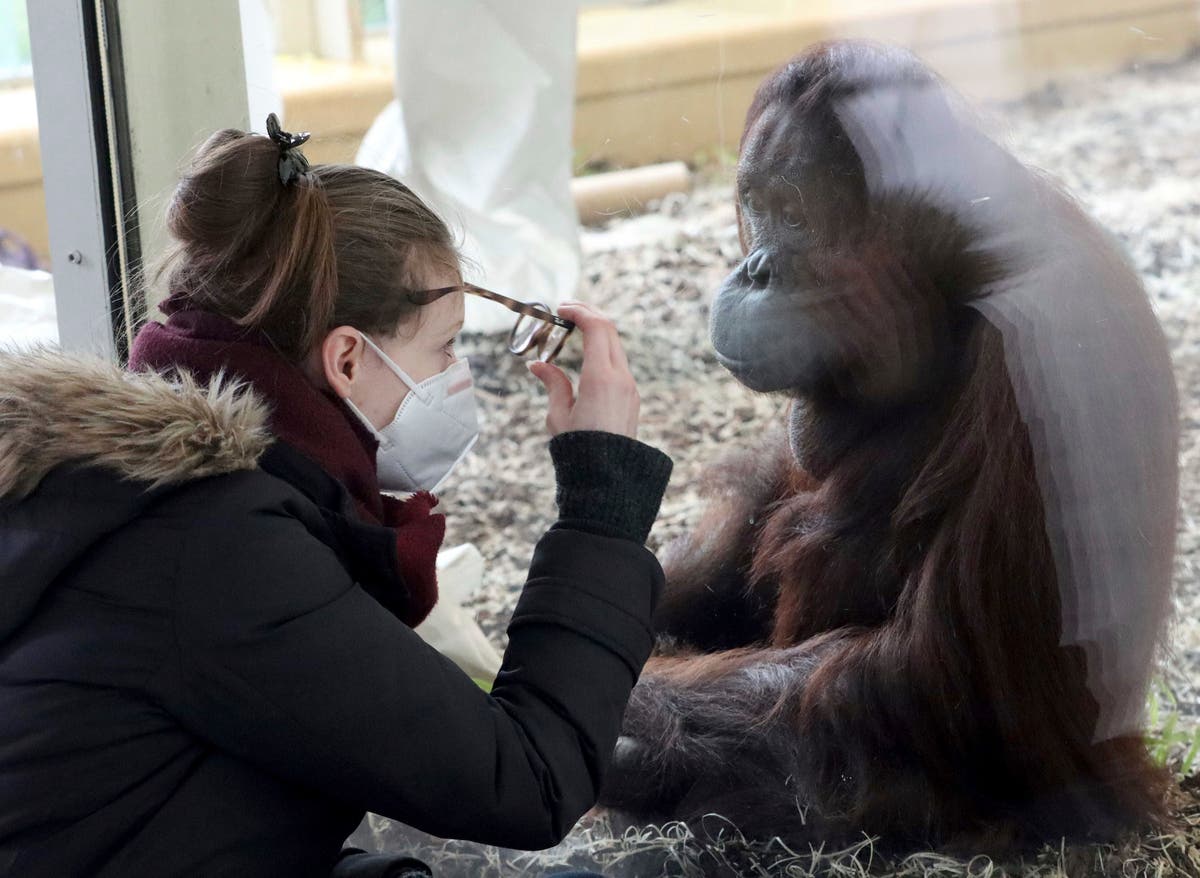Zoos, scientists aim to curb people giving virus to animals