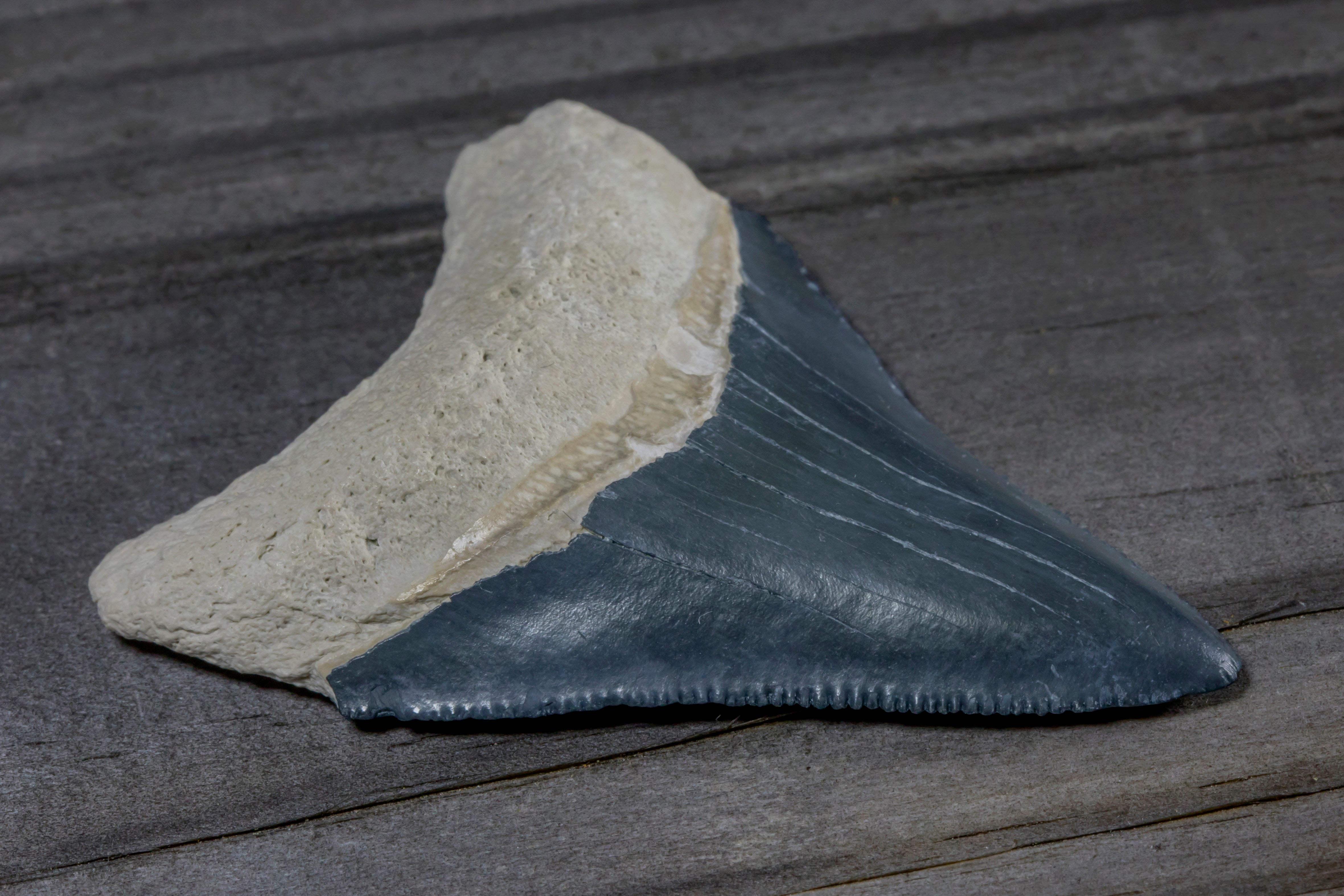 File: Megalodon shark tooth found in Bone Valley