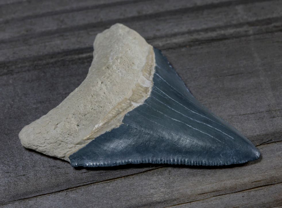 <p>File: Megalodon shark tooth found in Bone Valley</p>