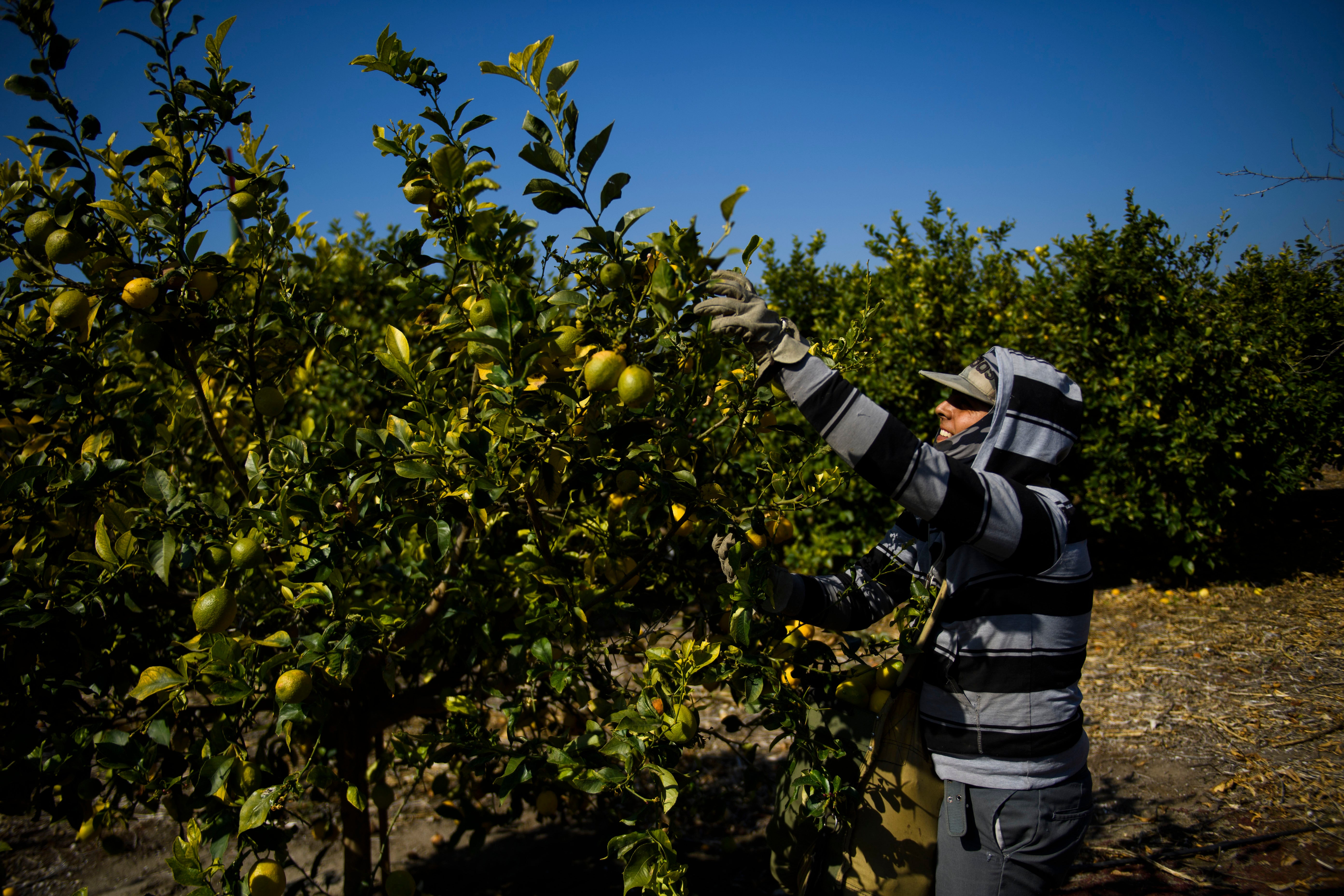 A farm worker harvests lemons at an orchard in Ventura County, California. The United Farm Workers (UFW) union is urging state and local governments to greater prioritise Covid-19 vaccines for farm workers and perform outreach activities to help workers who often lack technology access to sign up for vaccinations