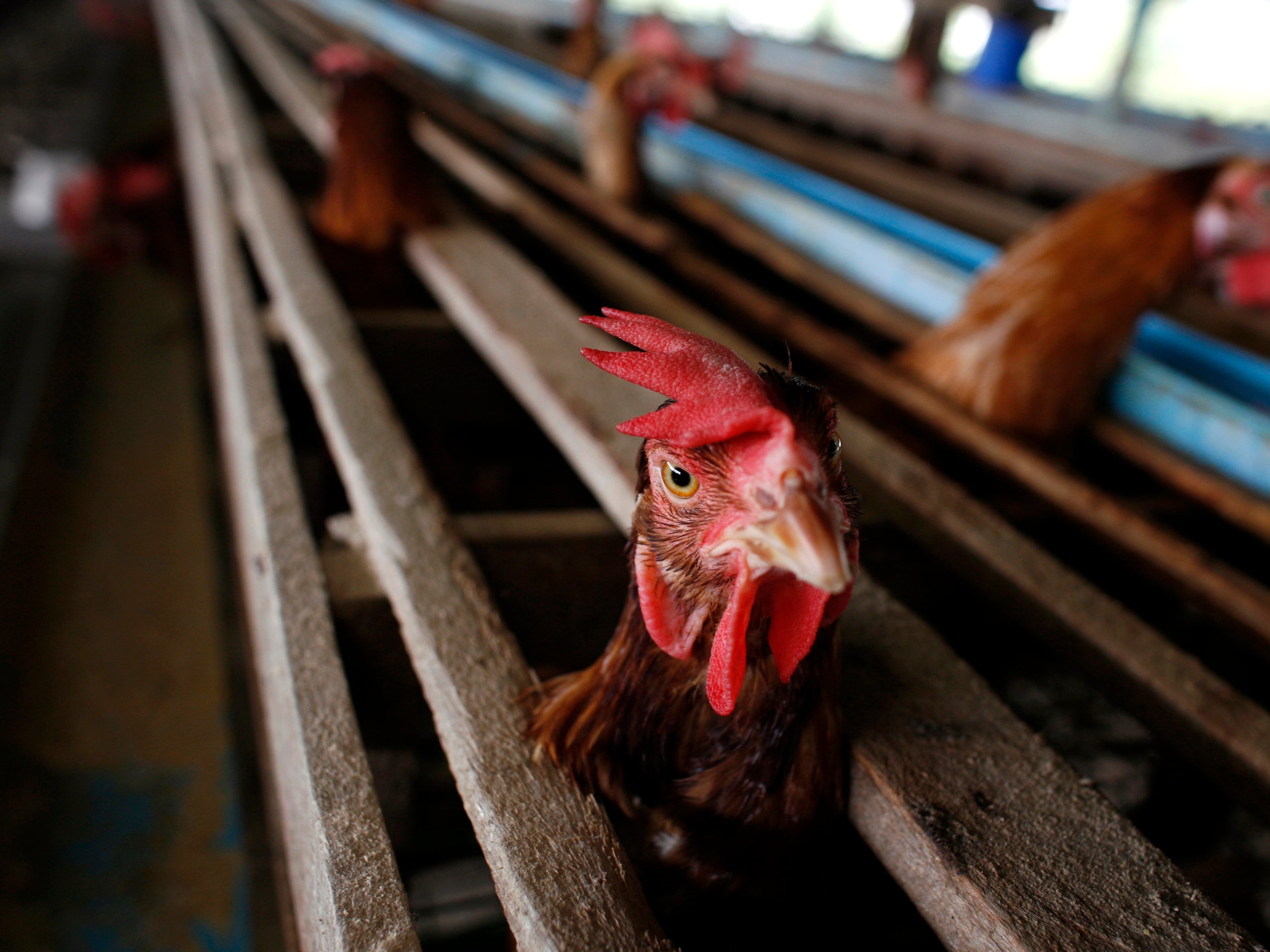 A woman in China was detected to have both H3N2 and H10N5 strains of bird flu