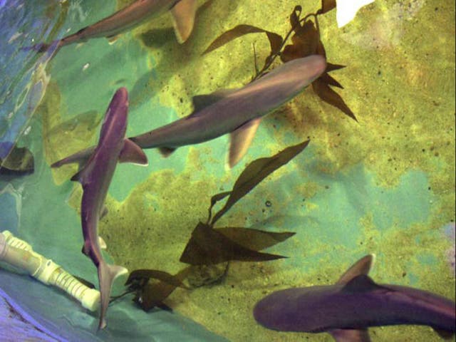 <p>Sharks in the pool found inside the residence of Joshua Seguine</p>