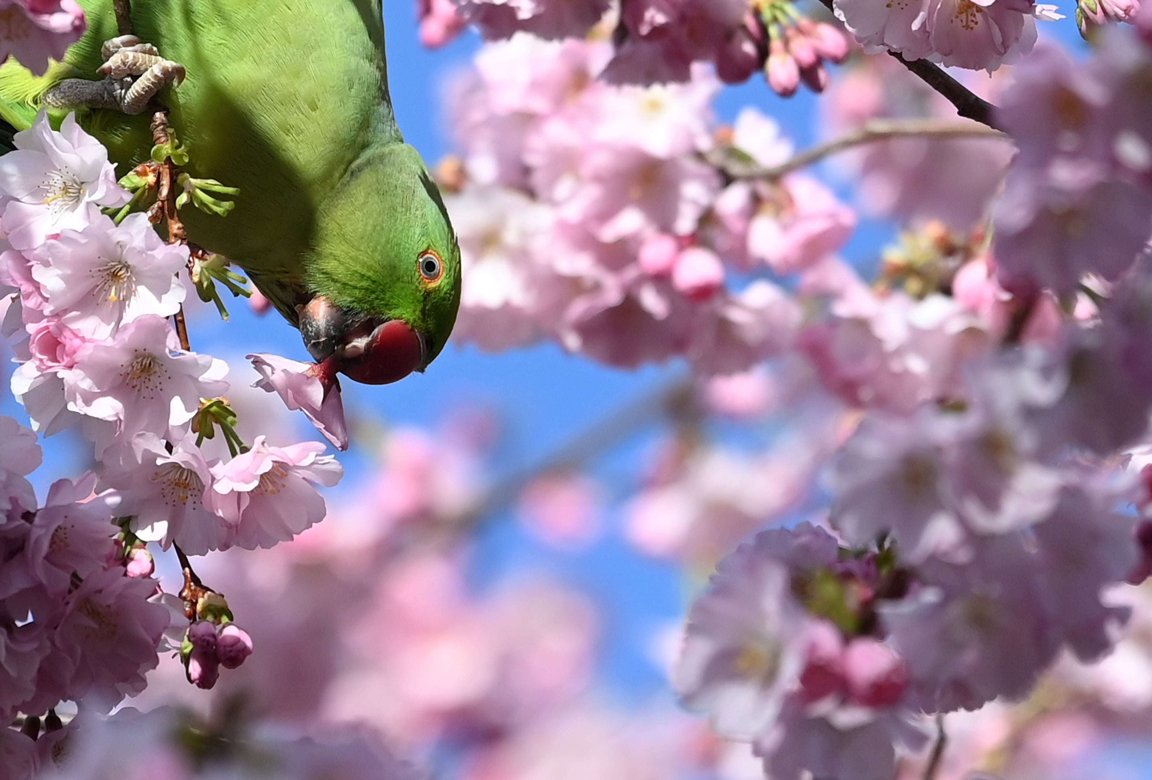Ένα parakeet τρώει ένα άνθος κερασιάς στο St. James's Park, Λονδίνο, Βρετανία