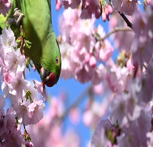 A parakeet eats a cherry blossom in St. James's Park, London, Britain