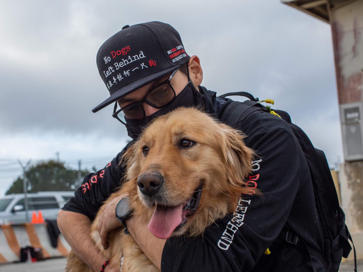 Los Angeles becomes &lsquo;no-kill&rsquo; city after finding homes for shelter animals