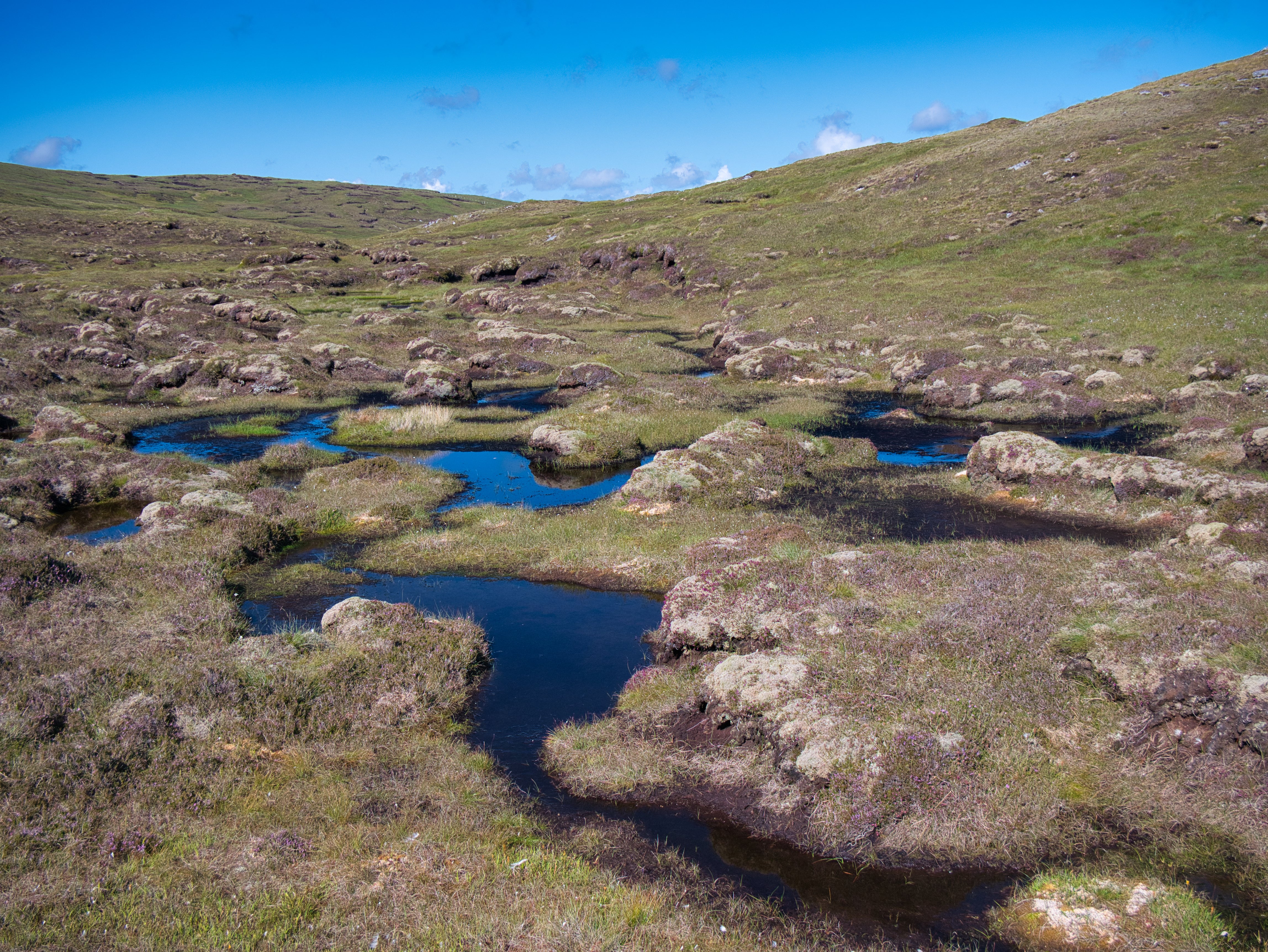 A wetland area forming peat