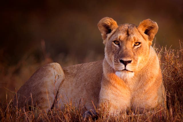 Six lions have been found dead and dismembered in an apparent poisoning in Uganda’s Queen Elizabeth National Park