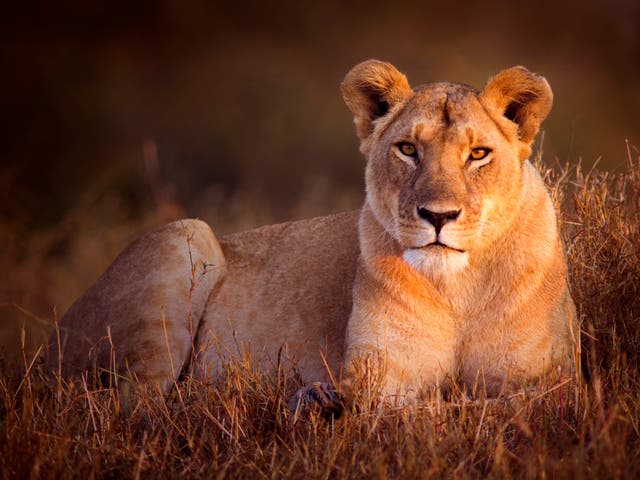 Seis leones han sido encontrados muertos y desmembrados en un aparente envenenamiento en el Parque Nacional Queen Elizabeth de Uganda