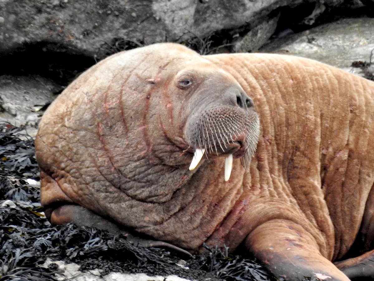 Walrus Spotted In Wales Days After Being Seen In Ireland The Independent