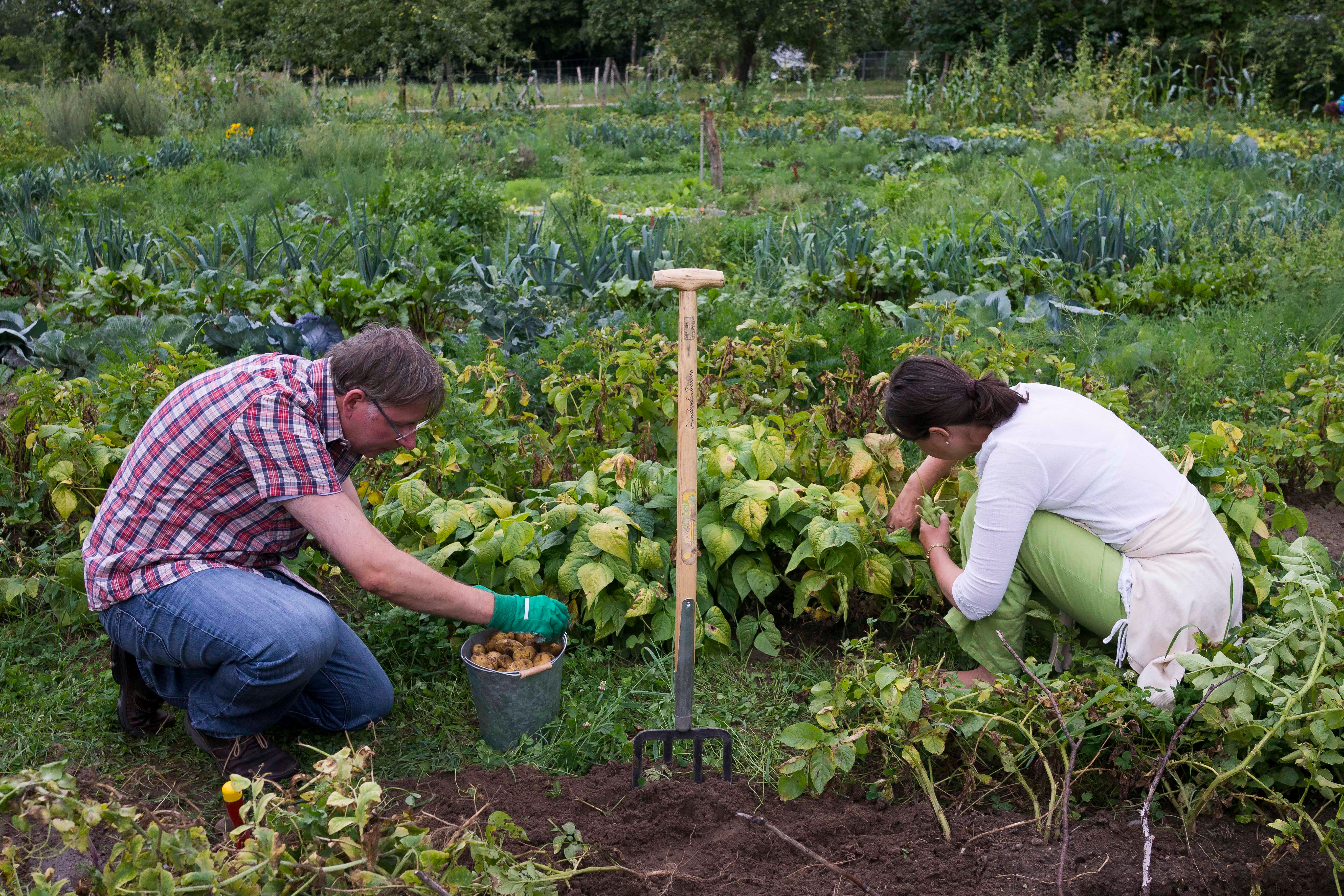 Gardening has become a very popular lockdown hobby