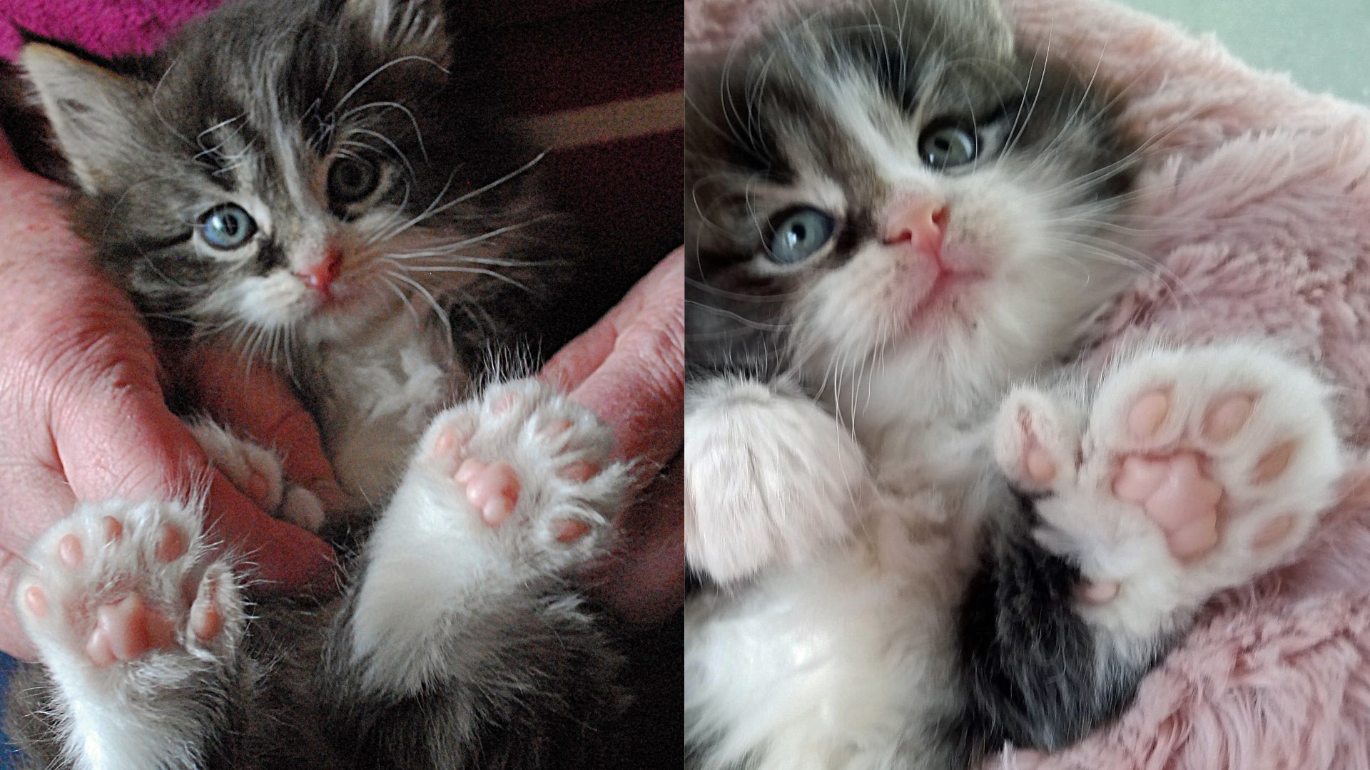 ‘Truly kitten born with four extra toes indy100