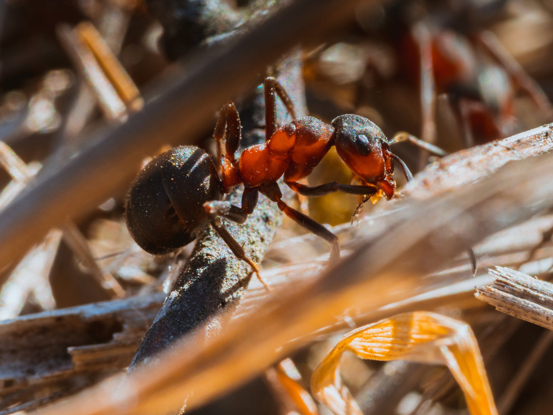 Researchers examined sales of invasive ants to analyse how the market for pets favoured trade of invasive species