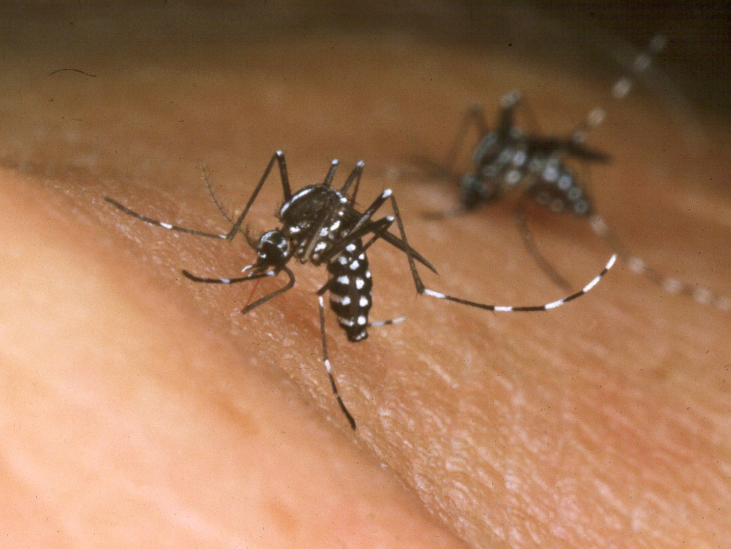 Mosquitoes could spread viruses further afield as the globe warms