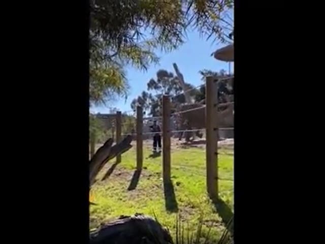 <p>José Navarrete, de 25 años, fue arrestado después de supuestamente llevar a su hija pequeña al recinto de elefantes en el zoológico de San Diego.</p>