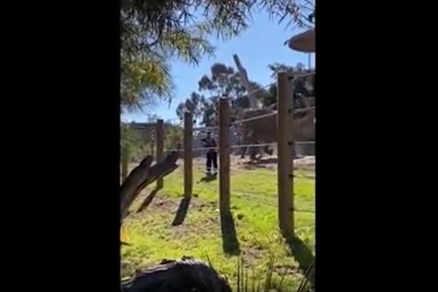<p>Jose Navarrete, 25, was arrested after allegedly taking his toddler into the elephant enclosure at San Diego Zoo</p>