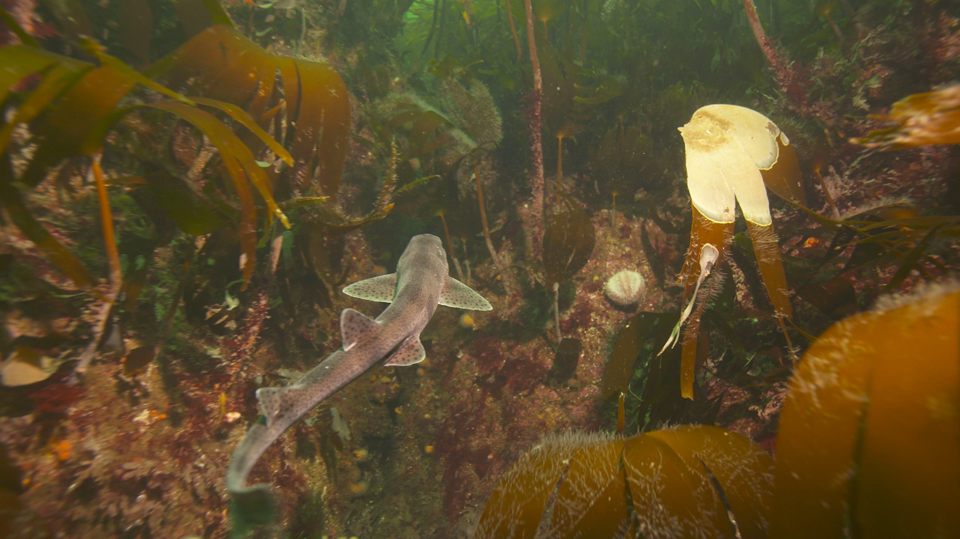 A catshark swims through kelp off the Sussex coast