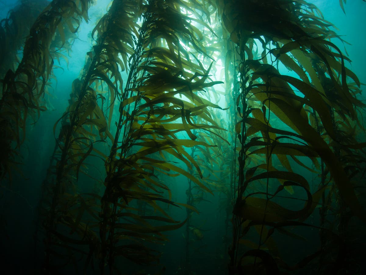 Самыми глубоководными водорослями являются. Макроцистис водоросли. Макроцистис пирифера. Бурые водоросли макроцистис. Макроцистис индийский океан.