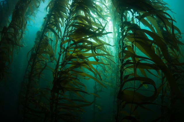 Vast kelp forests used to stretch for miles along the Sussex coast