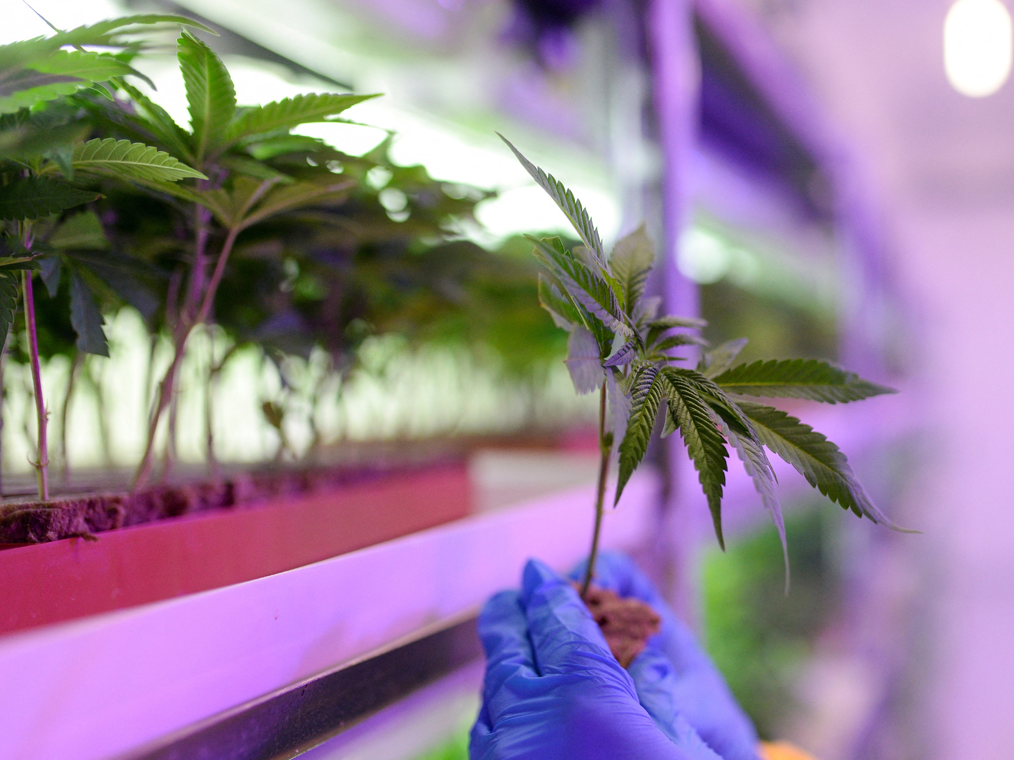 A worker checks a young cannabis plant at a medical cannabis farm near Skopje
