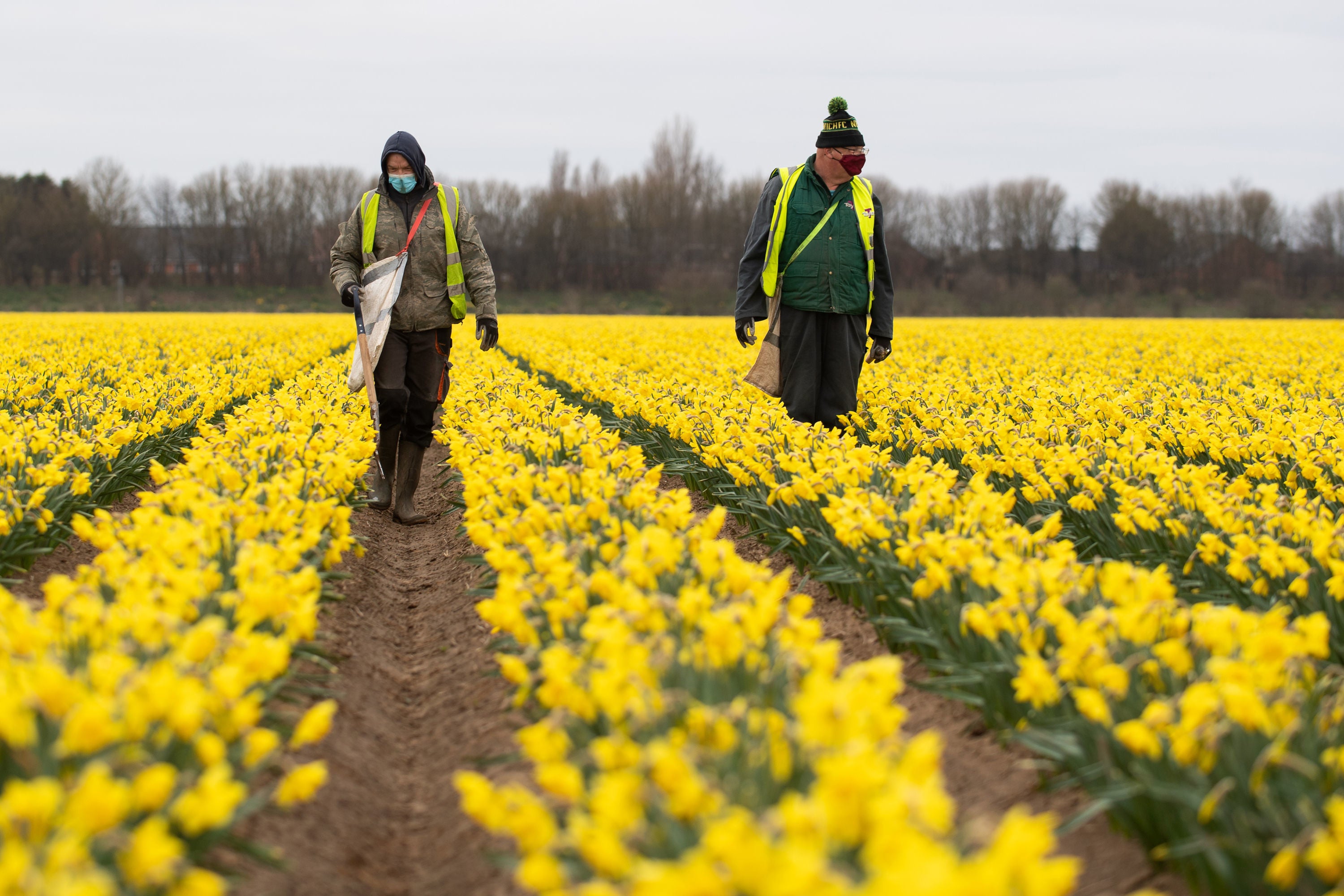 Workers in a field of daffodils at Taylors Bulbs near Holbeach in Lincolnshire