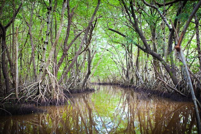 <p>I recently bought my mum tickets to an Airbnb virtual experience travelling through the Everglades in Florida with a seasoned guide</p>