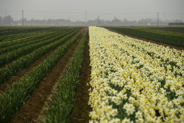 <p>A shortage of daffodil pickers means fewer flowers are being harvested</p>