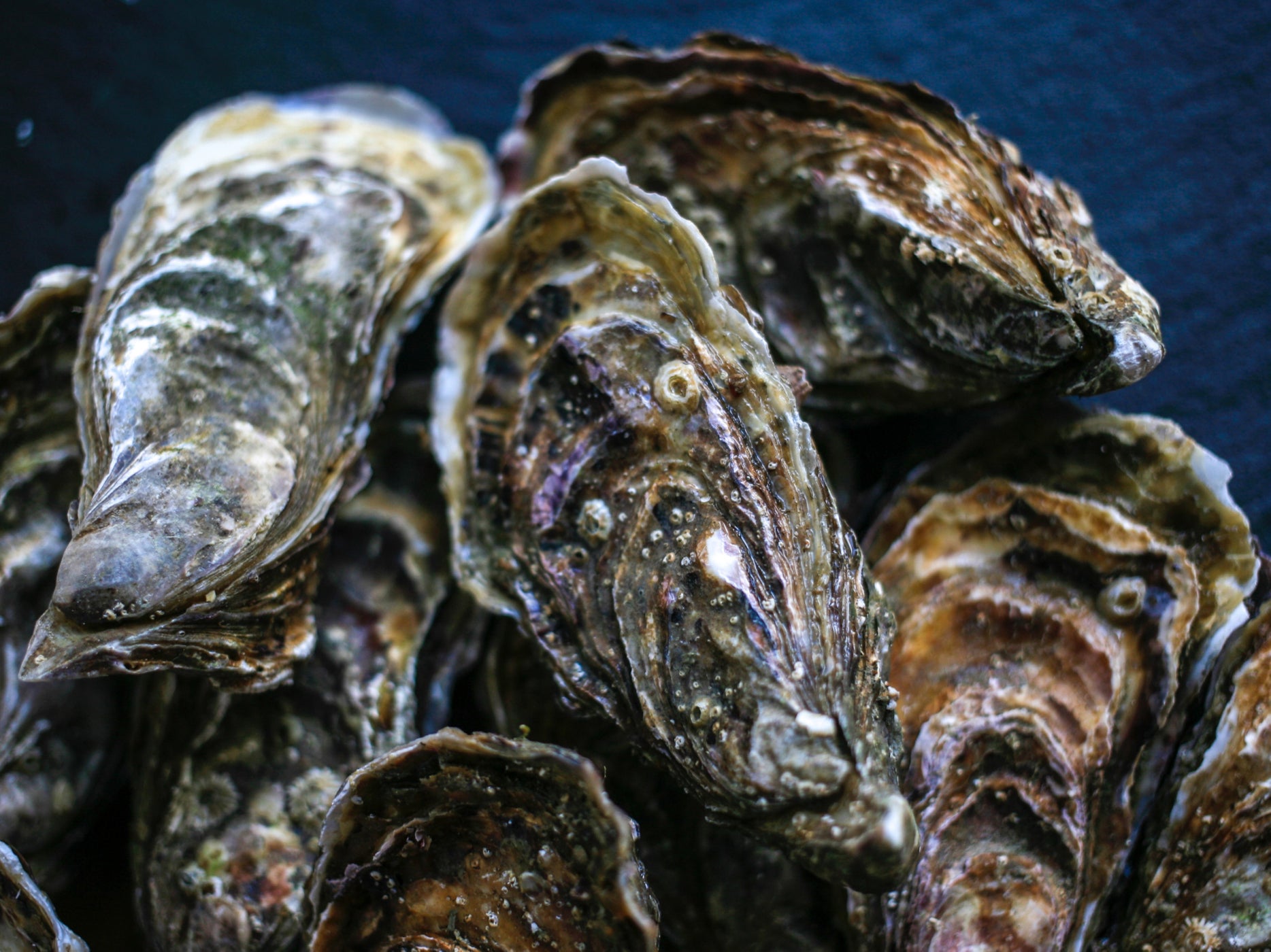 Oysters can filter over 200 litres of water a day, removing impurities and improving clarity