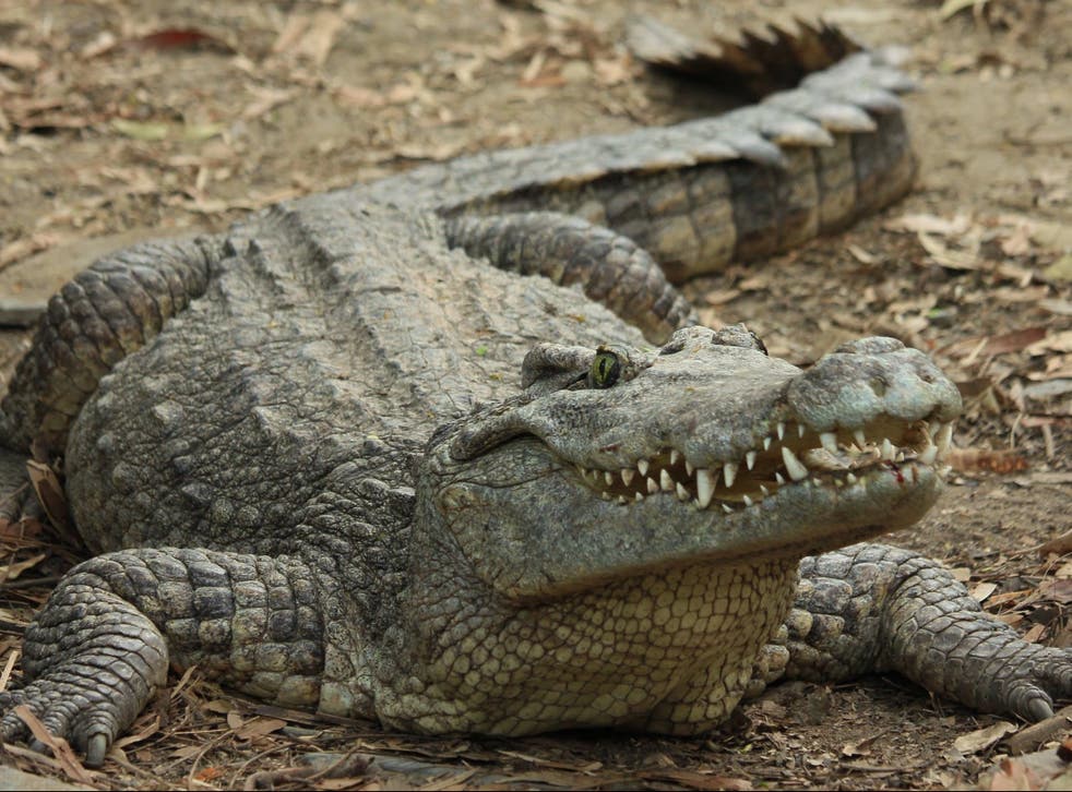 The modern crocodile is not a ‘living fossil’ as was once widely thought