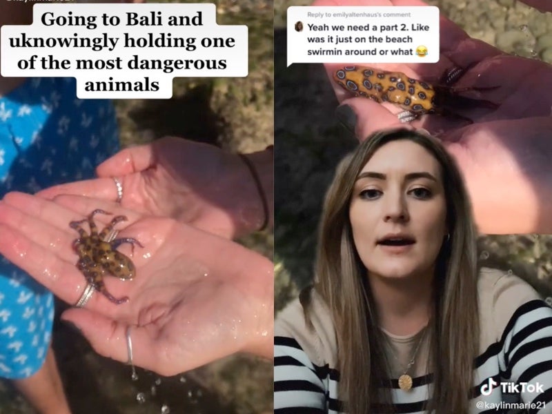 Woman goes viral on TikTok after unknowingly holding one of the 'most  venomous octopus species' in the world | The Independent
