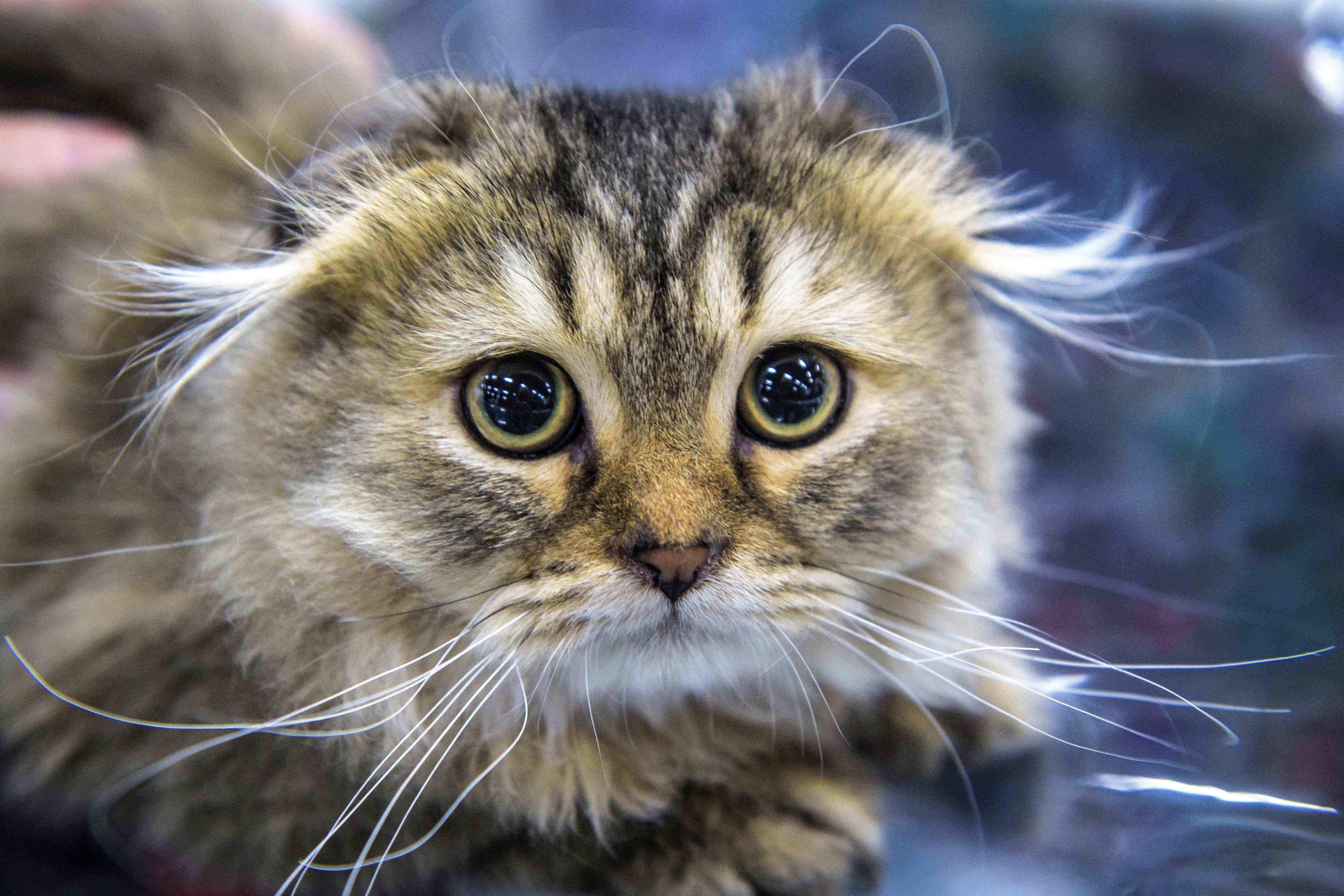 The six-week-old female Scottish Fold cat was pictured wrapped in cling film