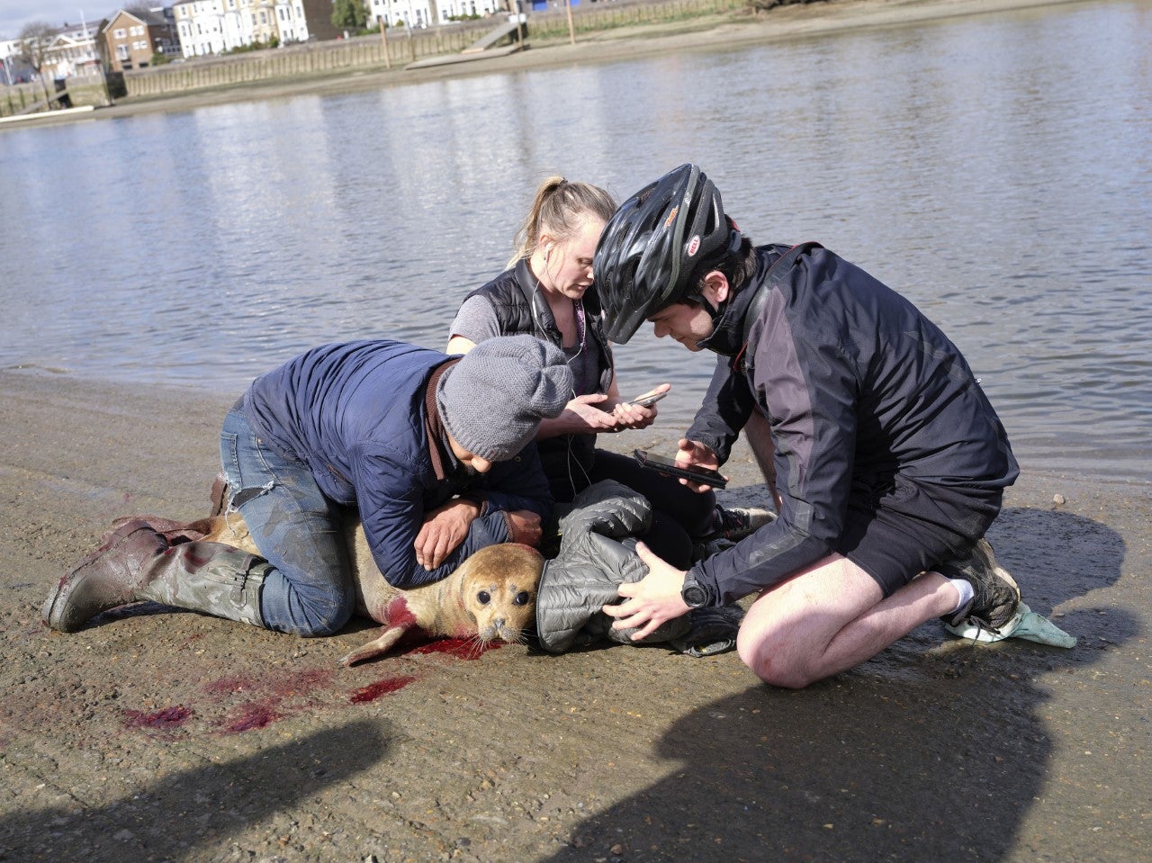 The seal was bitten by the dog before being rescued by passers-by including a veterinarian