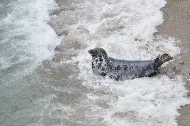 Both grey [pictured] and common seals can be seen all around the UK coastline