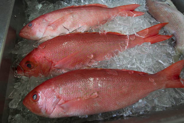 Great Red Snapper Count