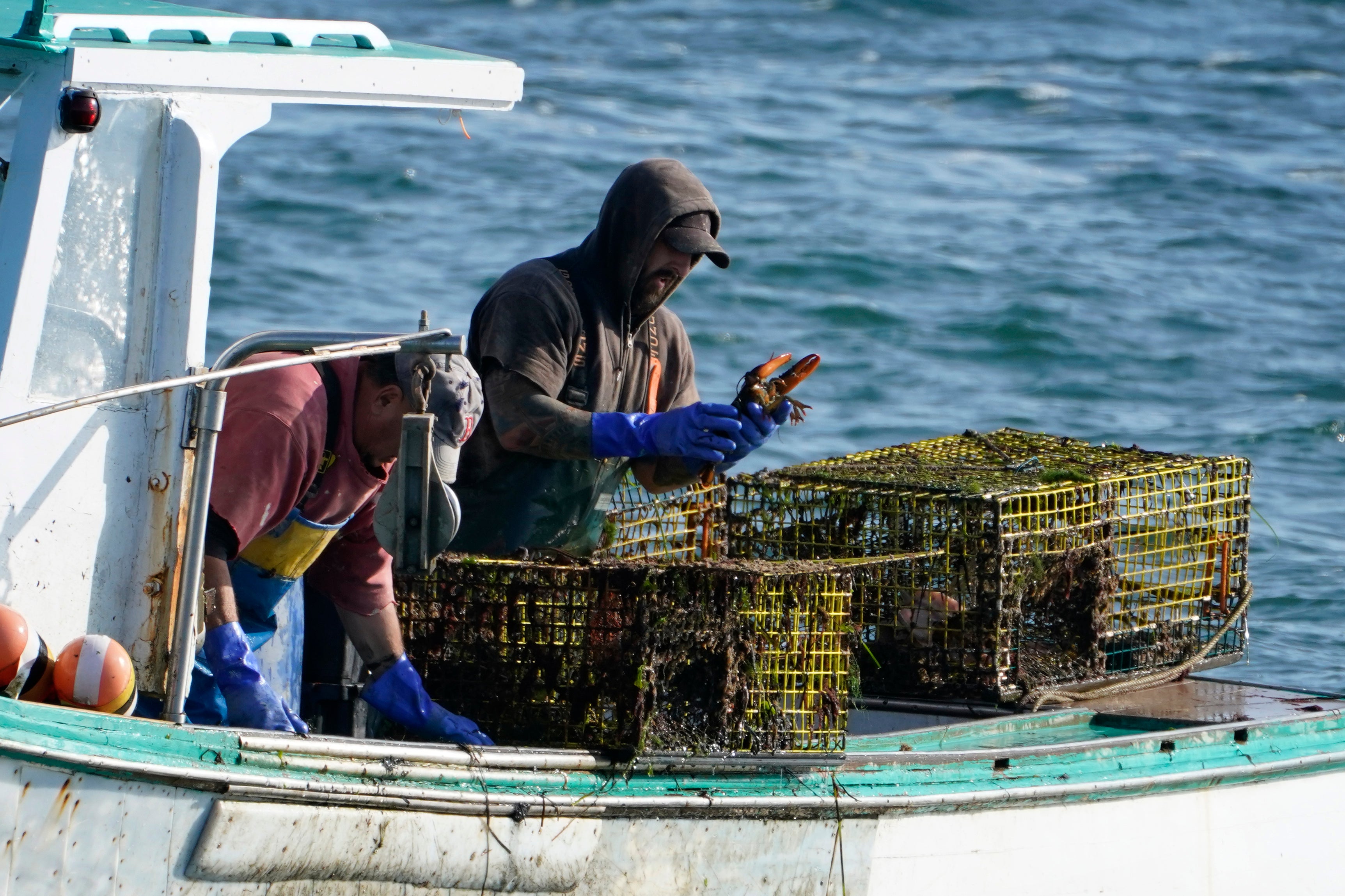 Maine Lobsters